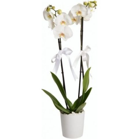 çift dallı beyaz orkide