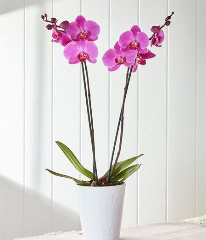 çift dallı orkide